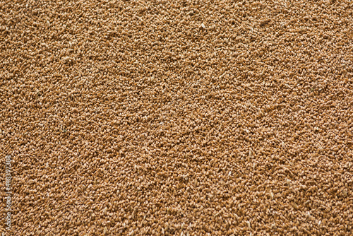 Refined wheat grains.Texture, background.