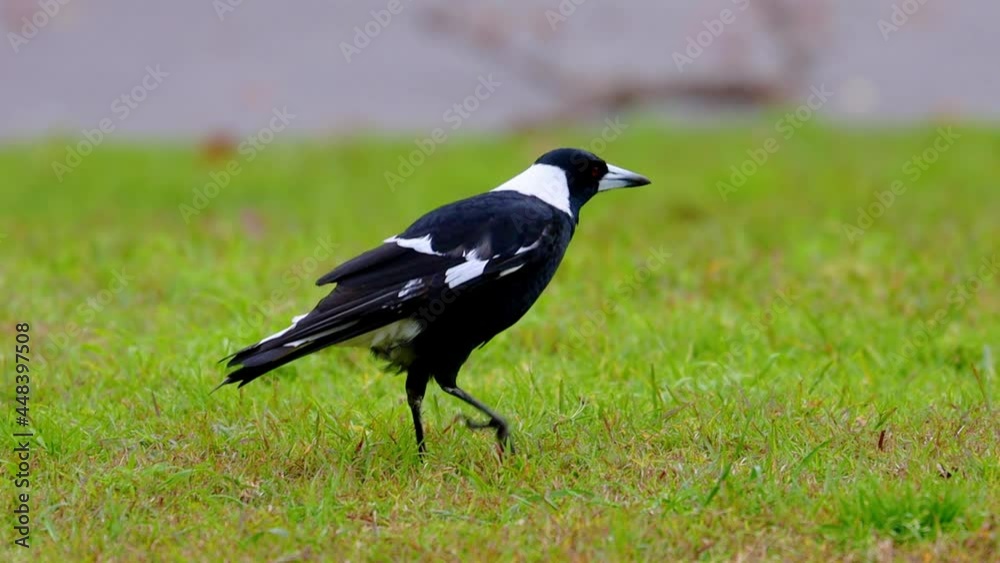 Beautiful Magpie bird in Cooks River in an inner western suburbs of Canterbury NSW Australia Beautiful Magpie bird in Cooks River in an inner western suburbs of Canterbury NSW Australia