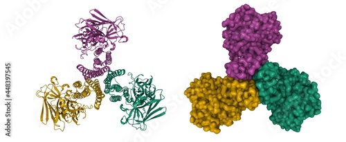 Structure of mosquito-larvicidal toxin Cry4Ba from Bacillus thuringiensis, 3D cartoon and Gaussian surface models, chain instance color scheme, based on PDB 1w99, white background © Walter_D