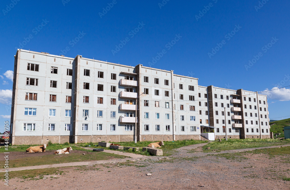 Rural landscape with cows resting in the courtyard of panel residential buildings in Siberia. The residential building is partially abandoned and evicted.