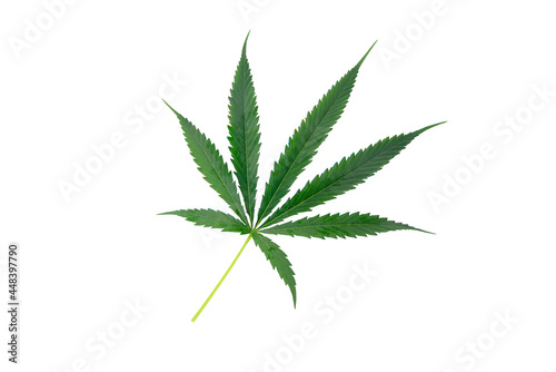Green cannabis leaves, marijuana isolated on white background. Growing medical and herb marijuana.