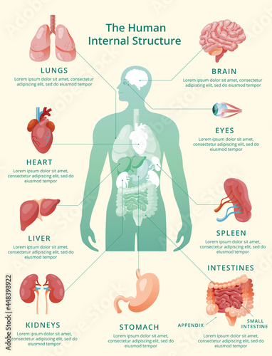Realistic human internal organs infographics pastel yellow background.
