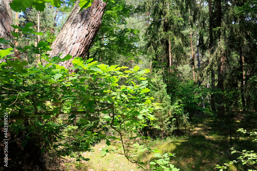 View in the woods in summer