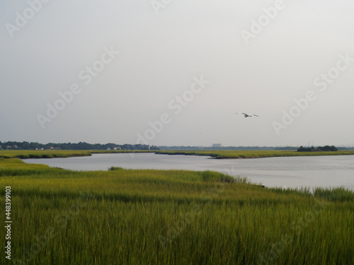 Ashley river and wetlands