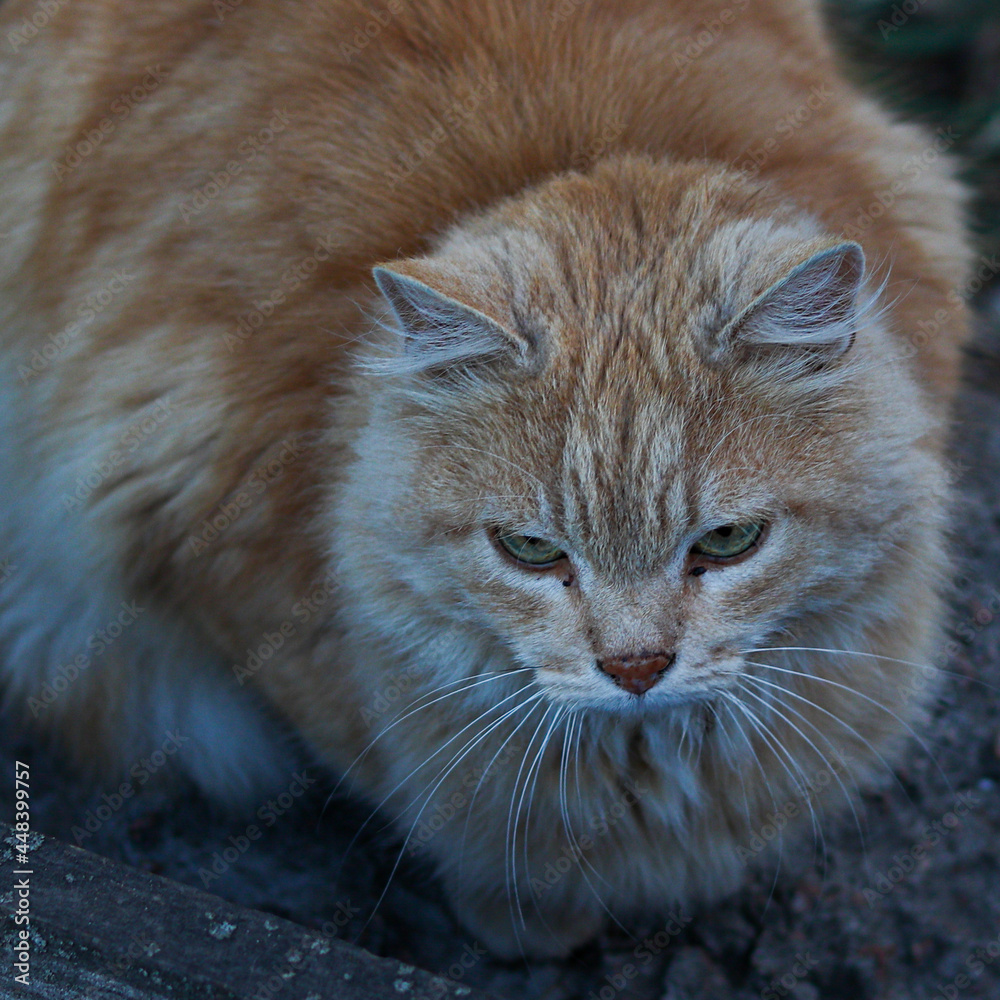 Fototapeta premium close up of a cat