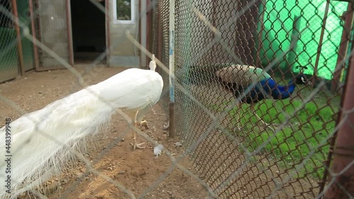 White and Indian Peacocks in the Belarusian village