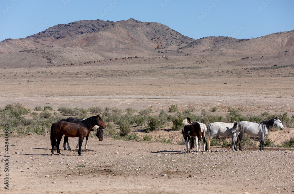 Wild Horses in the Utah Desert in Springtime