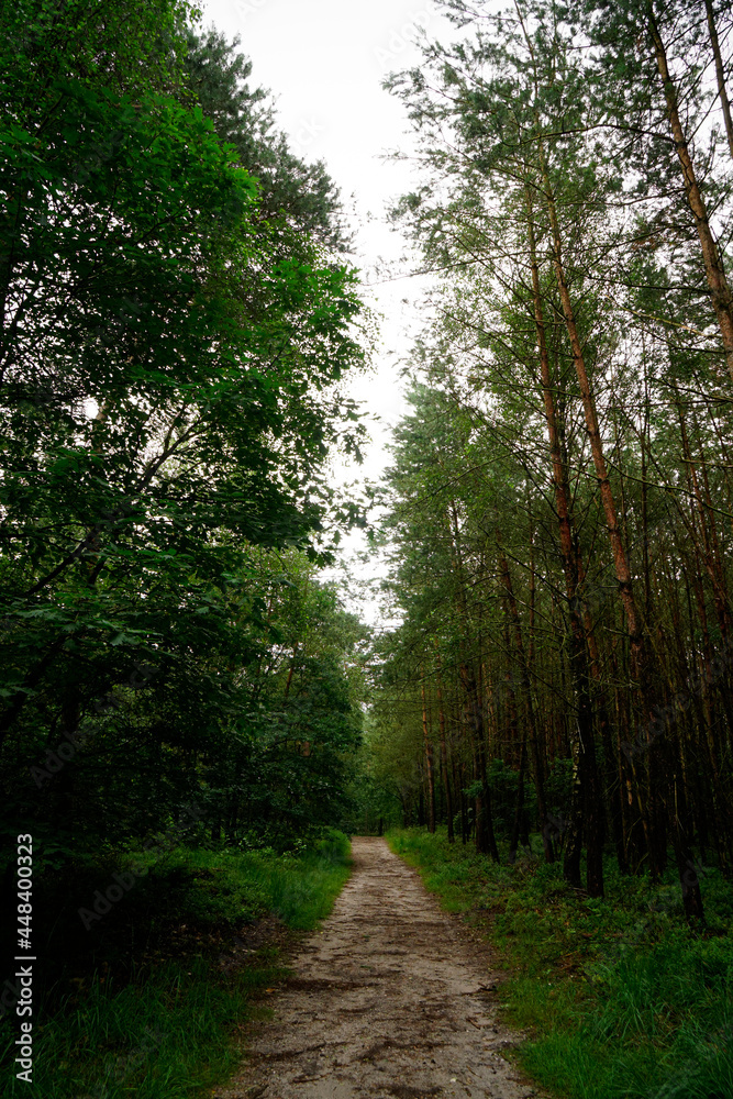 two tree lines meeting in forest two tree lines meeting in forest