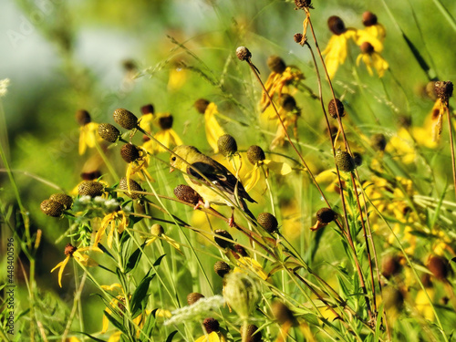 Goldfinch on Flower: An American goldfinch perched on a black-eyed Susan flower bud in the early morning