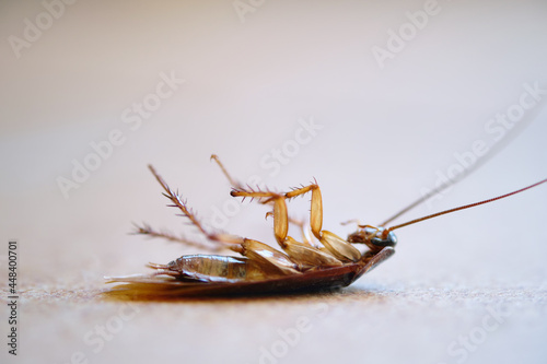 Dead cockroach lay on floor close up