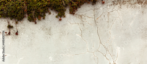 Postarzana, stara pionowa uliczna ściana z teksturą pęknięć., z kolorową rośliną, rozchodnik. Panorama, tło, tapeta.