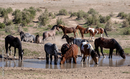 Fototapeta Naklejka Na Ścianę i Meble -  Wild Horses in the Utah Desert in Springtime
