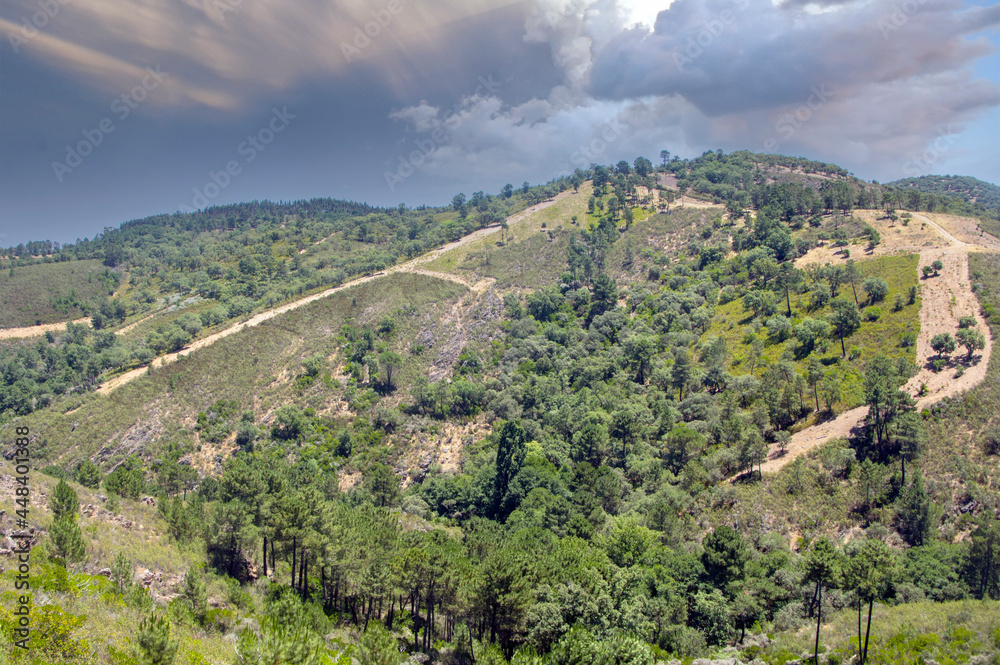 Forest of Sierra of Aracena