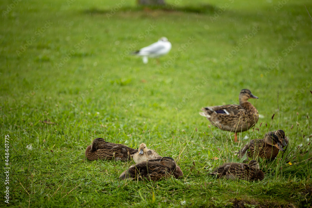 Fototapeta premium ducks in the grass