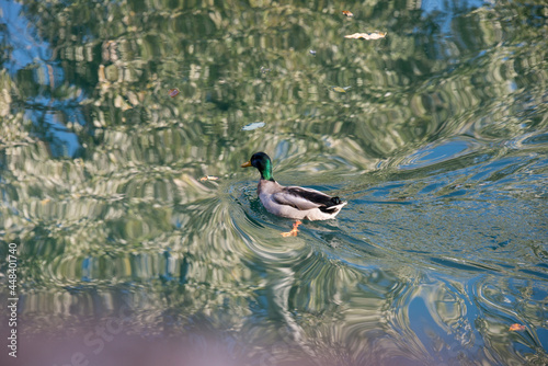 Pato silvestre nadando sobre las aguas del río Tajo en Aranjuez, España photo