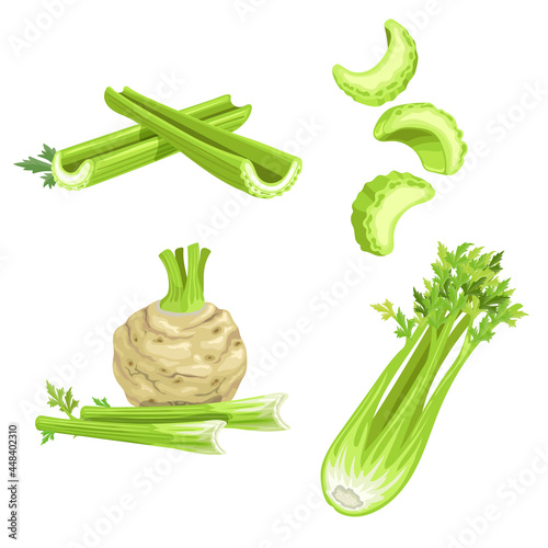 Celery set. Cartoon style. Root and stem, whole and cut. Farm fresh vegetable icons. Vector illustrations isolated on white background.