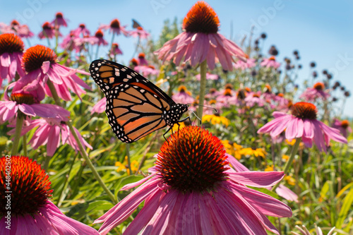 Canvas Print Monarch butterfly sips nectar from pink coneflowers blooming in pollinator garde