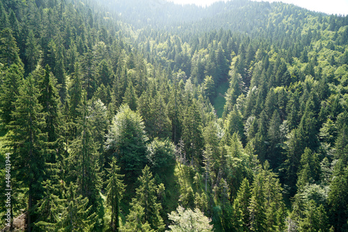 Wallpaper Mural The climate crisis and forest dieback hit the forests in Germany and Bavaria very hard, photographed in 2021 Torontodigital.ca