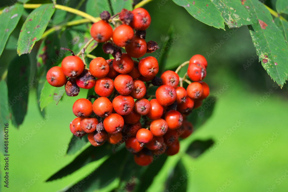 Ripe red juicy berries in the autumn park. Mountain ash Sorbus . Edible fruits, loved by birds.