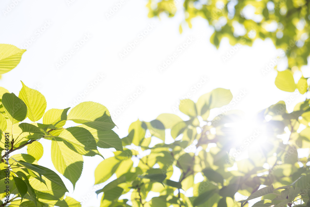 Obraz premium エコ 新緑 壁紙 コピースペース