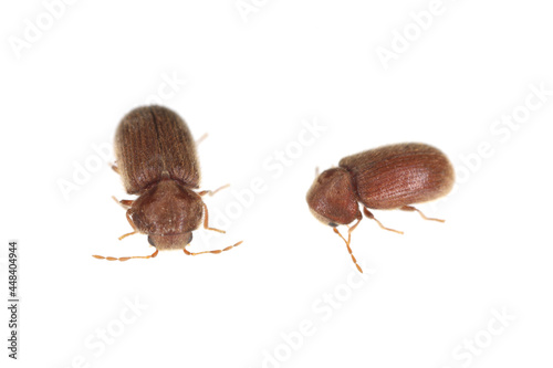 Canvas Print The drugstore beetles (Stegobium paniceum), also known as the bread beetle or biscuit beetle from family Anobiidae