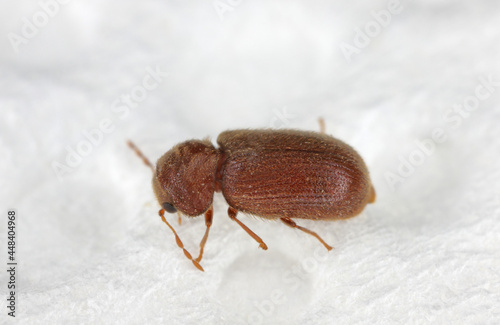 Schilderij op canvas The drugstore beetle (Stegobium paniceum), also known as the bread beetle or biscuit beetle from family Anobiidae