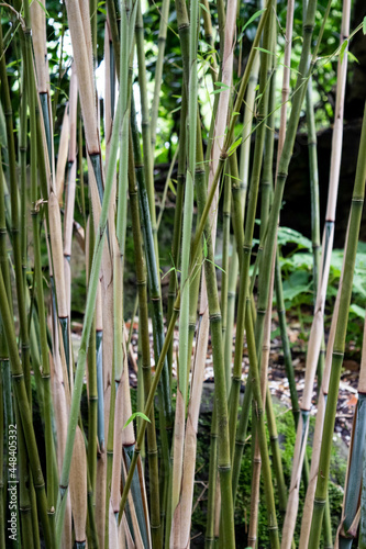 green bamboo forest