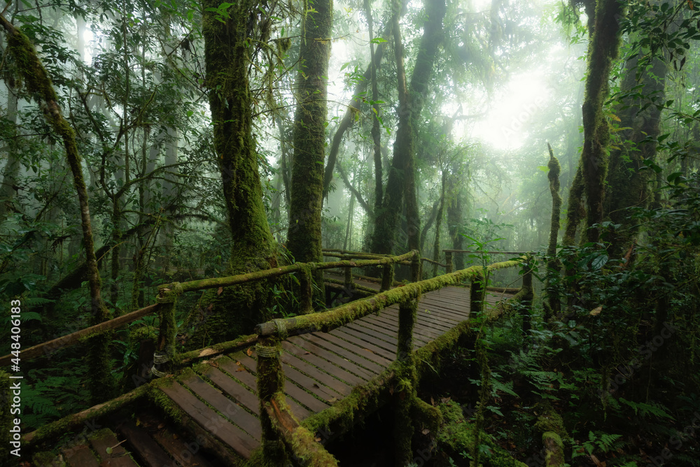 Fototapeta premium Doi Inthanon Nature Trail at Chom Thong District Chiang Mai Province, Thailand.
