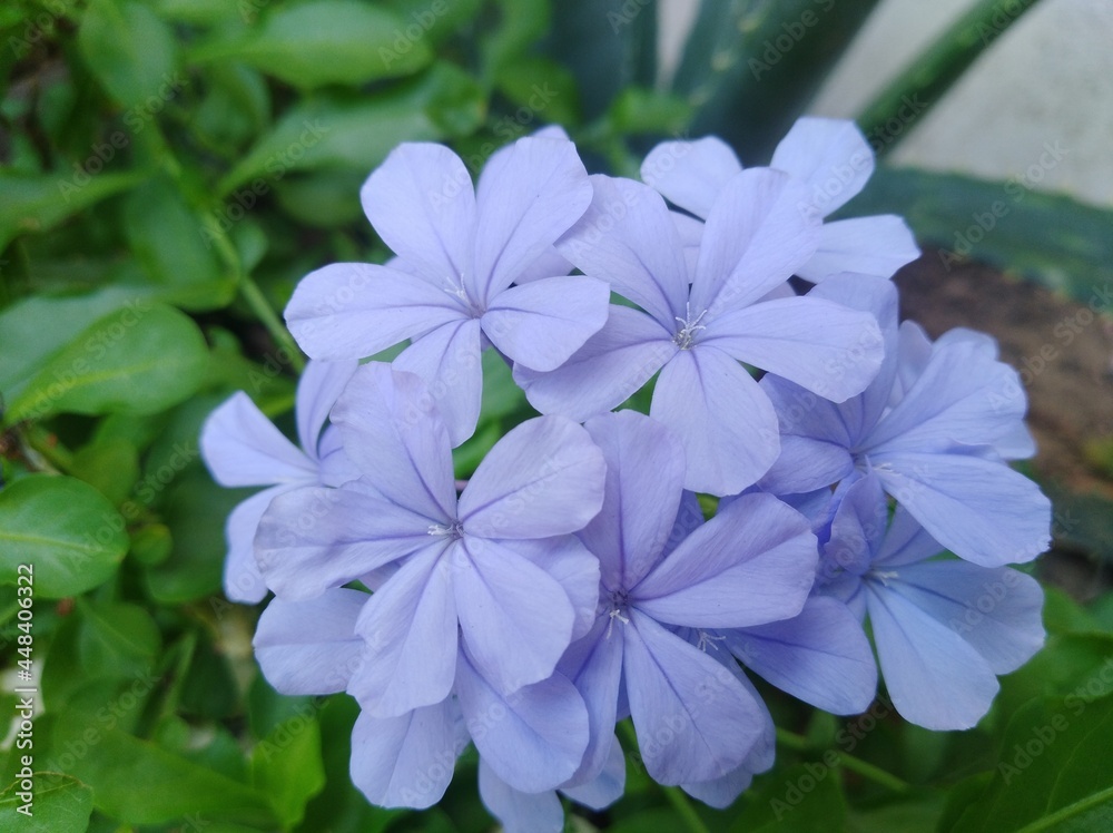 blue and white flowers