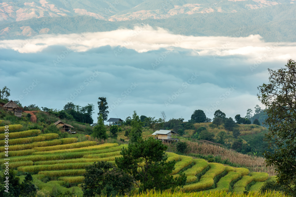 Naklejka premium The beautiful rice terraces are located on a mountain at Pong Piang Village, Chom Thong District, Chiang Mai Province.