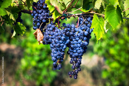 Sangiovese grape, Tuscany vineyards, Brunello di Montalcino, organic farming