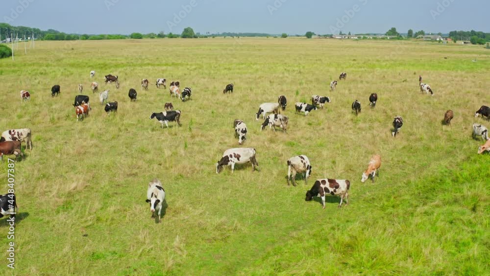 Cow animal field river green grass milk agriculture trees road Cow animal field river green grass milk agriculture trees road