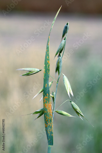 Stem rust, also known as cereal rust, black rust, red rust or red dust, is caused by the fungus Puccinia graminis, which causes significant disease in cereal crops. Symptoms of the disease on oats. photo