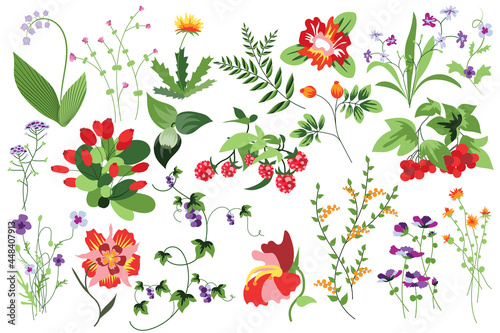 Flower and plants isolated set. Raspberry, rowan and other berries. Flowering garden and blooming wildflowers different types. Bundle of floral elements. Vector illustration in hand drawn design