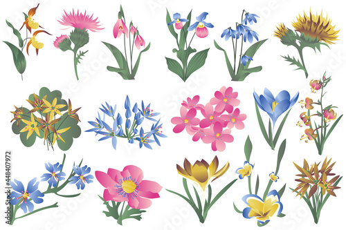 Flowering wildflowers and blooming flowers isolated set. Irises, lilies, snowdrops and other types of spring and summer plants. Bundle of floral elements. Vector illustration in hand drawn design