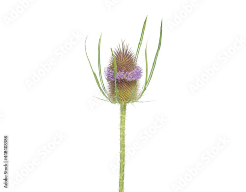Wild teasel flower head isolated on white, Dipsacus fullonum