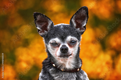 cute chihuahua in front of flowers or fall leaves