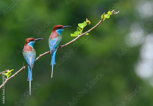  colorful two Blue-throated Bee-eater ( Merops viridis) perched on the tree branch ,Thailand © suradech