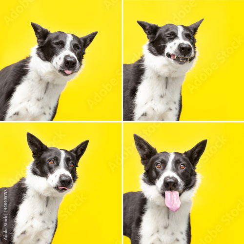 studio shot of a cute dog on an isolated background photo