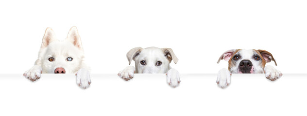 studio shot of a cute dog on an isolated background holding a blank white sign