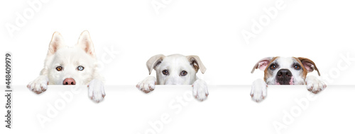 studio shot of a cute dog on an isolated background holding a blank white sign