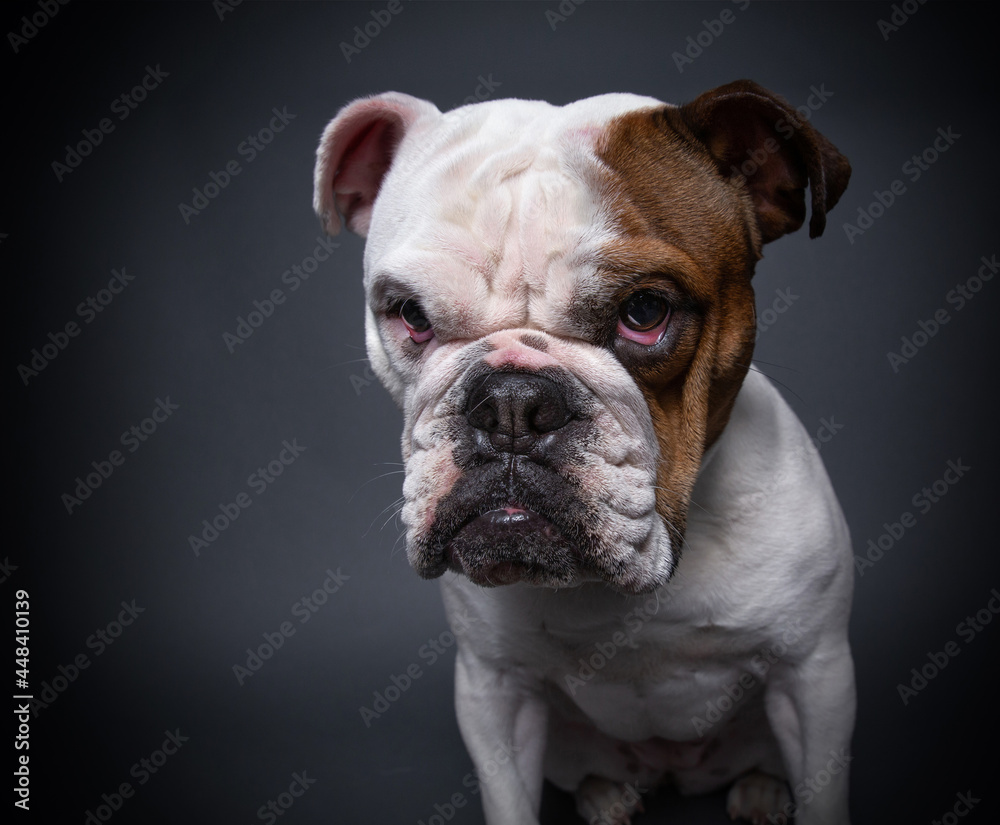 bulldog on an isolated background in a studio