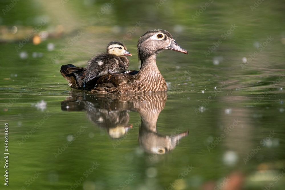 Fototapeta premium Wood duckling riding on its mom's back