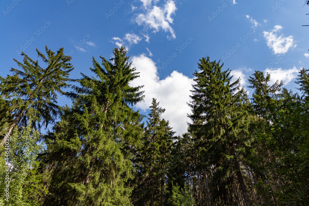a bright blue sky with white thick cummulus clouds. in the foreground is a hill with many green conifers.  