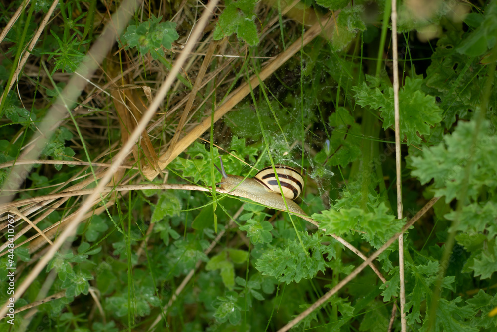 A grove banded snail hidden in grassland undergrowth A grove banded snail hidden in grassland undergrowth