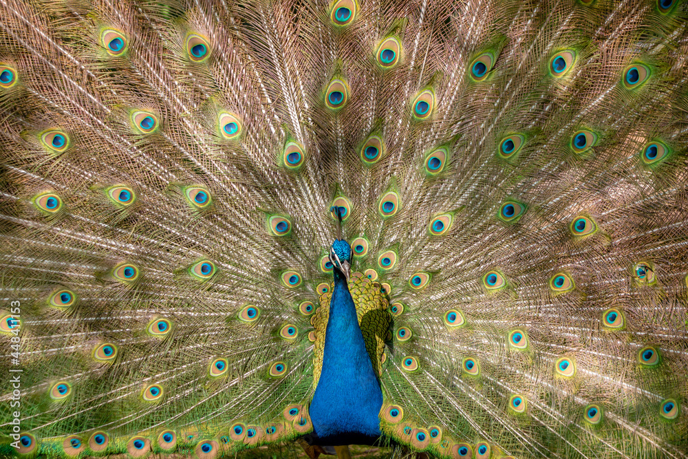 Obraz premium Male peacock in full display