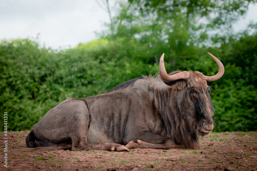 Fototapeta premium A blue wildebeest lying down