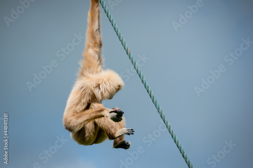Canvas-taulu A light sandy white-handed gibbon hanging from a rope