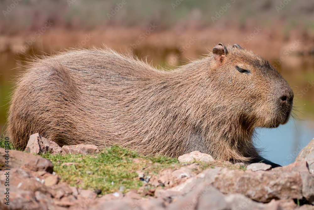 Fototapeta premium A capybara in profile resting on rocks