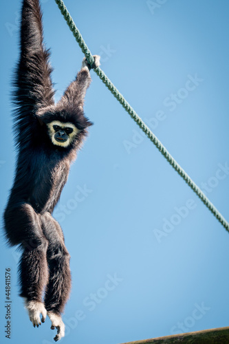 Valokuvatapetti A black white-handed gibbon hanging from a rope